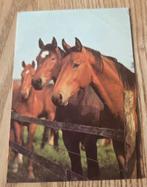 Drie bruine paarden achter hek, Verzenden, Paard