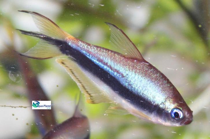 Keizer Tetra, Dieren en Toebehoren, Vissen | Aquariumvissen, Zoetwatervis, Vis, Schoolvis