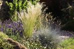 Siergrassen zegge/gras tuinplanten, Ophalen of Verzenden, Siergrassen, Volle zon