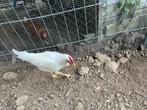 Haantje, Dieren en Toebehoren, Pluimvee, Mannelijk, Kip