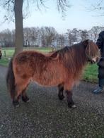 KNAPPE mini shetlandpony merrie met NSPS papieren!, Dieren en Toebehoren, Pony's, Merrie, Niet van toepassing, A pony (tot 1.17m)