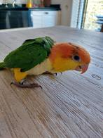 Baby caique  roestkop, Geslacht onbekend, Papegaai