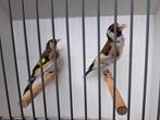 Koppel major putters 2022 x 2024, Dieren en Toebehoren, Meerdere dieren, Wildzangvogel, Geringd