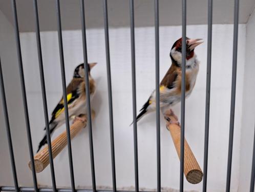 Koppel major putters 2022 x 2024, Dieren en Toebehoren, Vogels | Overige Vogels, Wildzangvogel, Meerdere dieren, Tam, Geringd