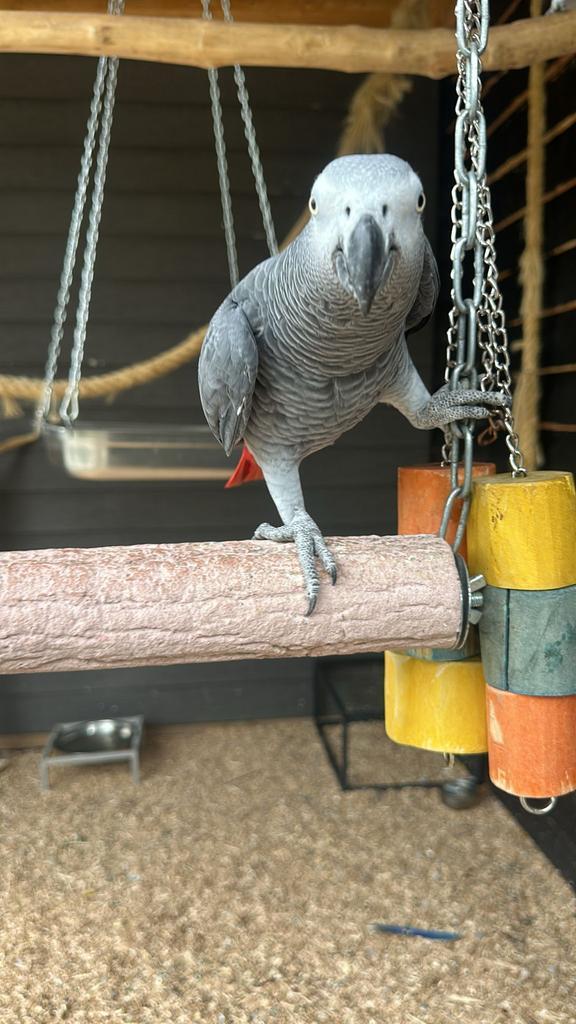 Grijze roodstaarten diverse scherpe prijs, Dieren en Toebehoren, Vogels | Parkieten en Papegaaien, Parkiet, Meerdere dieren