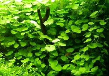 Prachtige Braziliaanse klimop -Hydrocotyle leucocephala beschikbaar voor biedingen