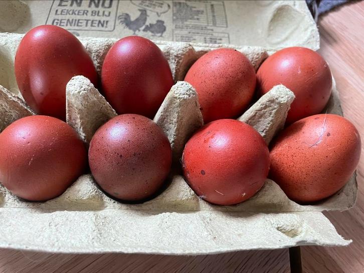 Broedeieren kleurleggers, groenleggers, marans, cream legbar, Dieren en Toebehoren, Pluimvee, Kip, Geslacht onbekend