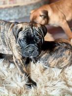 Bullmastiff, België, Particulier, 8 tot 15 weken, Parvo