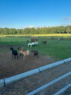 Overjarige geiten, Dieren en Toebehoren, Stalling en Weidegang