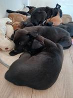 ​🔥 Laatste Staff Malinois Pups! | Slechts €550 All-in 🔥, Dieren en Toebehoren, Meerdere, Meerdere dieren, Nederland, Particulier