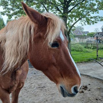 Ruimte, stal plus stukje kavel te koop gevraagd beschikbaar voor biedingen