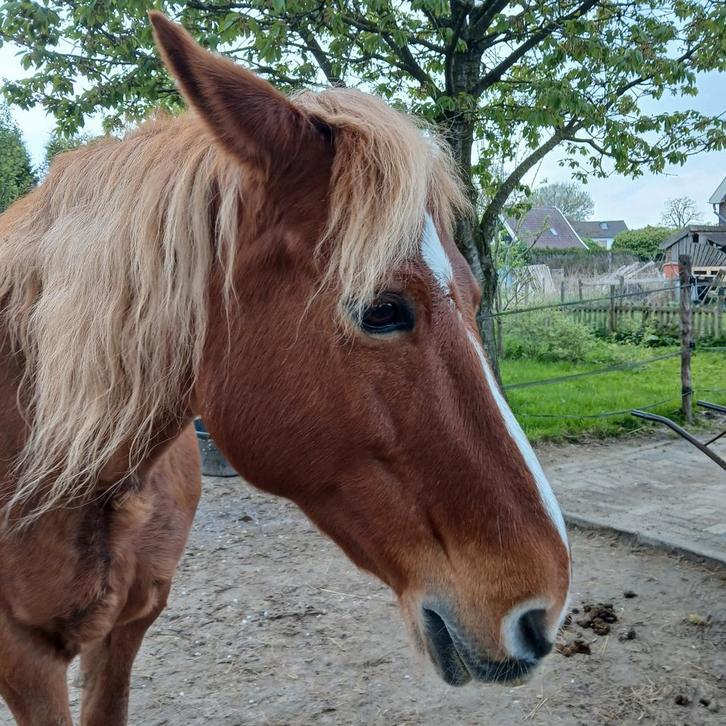 Ruimte, stal plus stukje kavel te koop gevraagd, Dieren en Toebehoren, Paarden en Pony's | Verzorgingsproducten, Ophalen of Verzenden