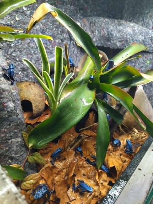 Azureus, Dieren en Toebehoren, Reptielen en Amfibieën, Amfibie, 0 tot 2 jaar