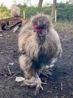 Prachtige Zijdehoender haan, Dieren en Toebehoren, Pluimvee, Mannelijk, Kip