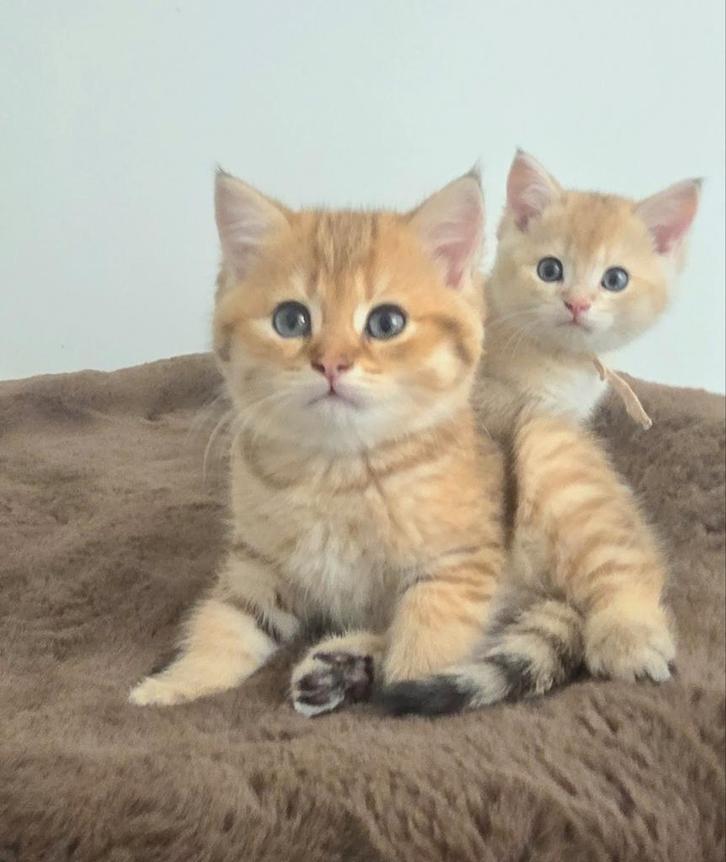 Brits korthaar kitten met stamboom mag haar nestje verlaten!, Dieren en Toebehoren, Katten en Kittens | Raskatten | Korthaar, Meerdere dieren