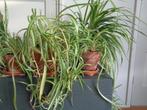 Graslelie Chlorophytum comosum „Ocean en Bonnie, Huis en Inrichting, Overige soorten, Minder dan 100 cm, Halfschaduw, Ophalen