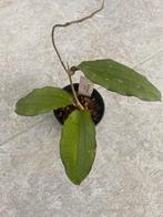 Hoya erythrina, Ophalen of Verzenden, Halfschaduw, Minder dan 100 cm