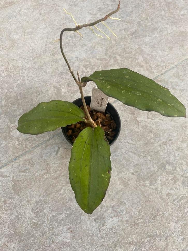 Hoya erythrina, Huis en Inrichting, Kamerplanten, Minder dan 100 cm, Halfschaduw, Ophalen of Verzenden