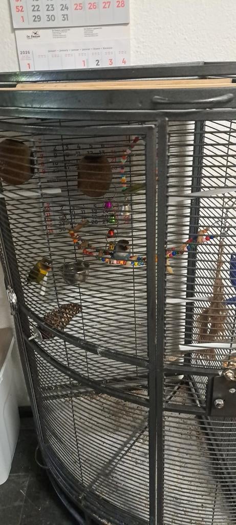 Te koop 2 agapornis met hoekkooi, Dieren en Toebehoren, Vogels | Parkieten en Papegaaien, Meerdere dieren, Dwergpapegaai of Agapornis