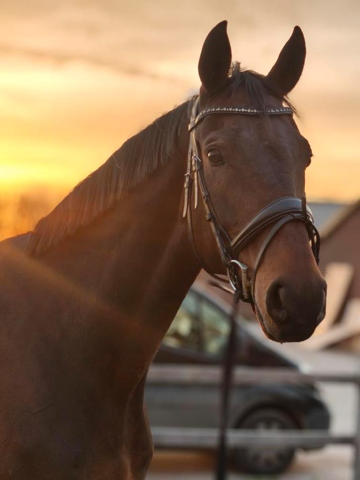 Mooi recreatie paard met een bijzonder fijn karakter, Dieren en Toebehoren, Paarden, Ruin, M, 170 tot 175 cm, 11 jaar of ouder