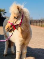 🦄💝De aller mooiste Palomino bonte merrie🦄💝en nog meer!, Merrie, Met stamboom, 0 tot 2 jaar, Onbeleerd