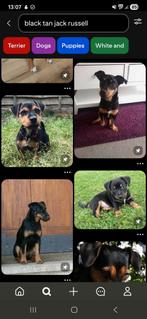 GEZOCHT, nestje puppy's jack russells, Dieren en Toebehoren, Honden | Jack Russells en Terriërs, Jack Russell Terriër, 8 tot 15 weken