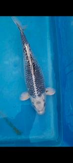 5 koi 40/50cm, Karper of Koi