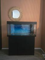 Aquarium Juwel 180L, Ophalen