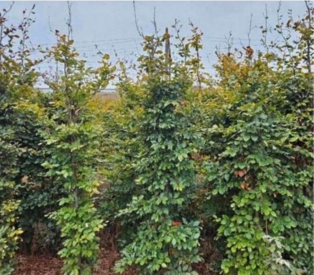 Beukenhaag boompjes 200 cm, Tuin en Terras, Planten | Bomen, Ophalen, Bloeit niet, Halfschaduw, Overige soorten