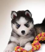 Gezonde Pomsky pups, mini Husky, prachtige zorro maskertjes, Parvo, Nederland, 8 tot 15 weken, Poolhond