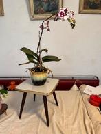 Plantentafeltje,fifties,sixties,Rockabilly, vintage, Ophalen of Verzenden, Gebruikt