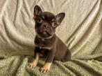 Choco and tan franse bulldog pups, Dieren en Toebehoren, Honden | Bulldogs, Pinschers en Molossers, Parvo, 8 tot 15 weken, Bulldog