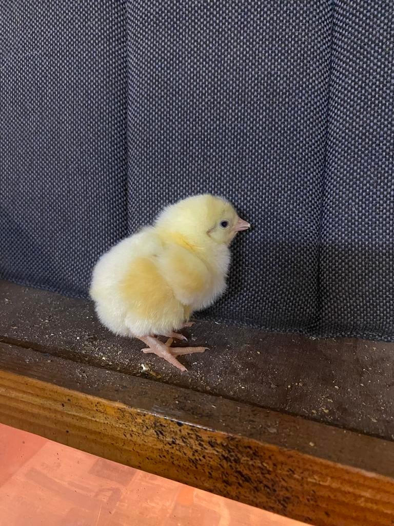 kuikens. Mix van WITTE LEGHORN EN BRAHMA COLOMBIA, Geslacht onbekend, Kip
