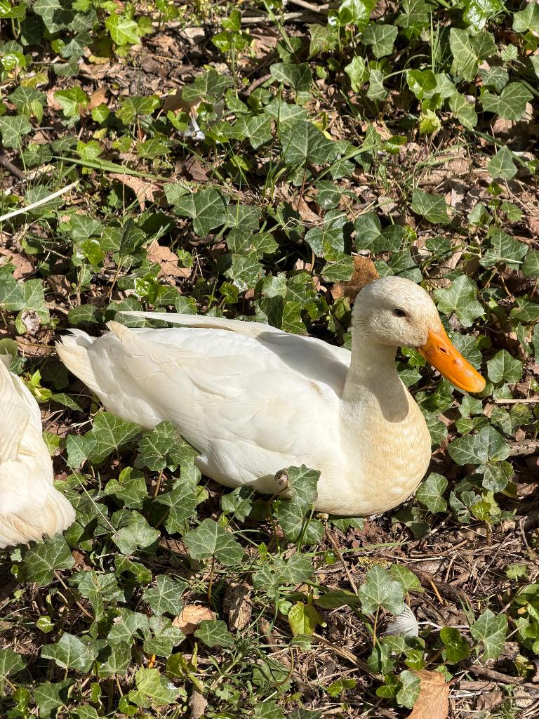 Loopeenden, Dieren en Toebehoren, Vogels | Overige Vogels, Meerdere dieren, Tam
