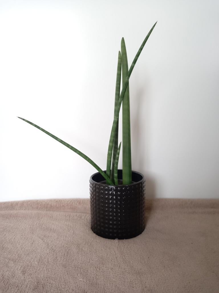 Sanseveria met pot, Ophalen, In pot, Halfschaduw, Minder dan 100 cm
