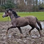 2 jarige welsh sectie B sportpony, Met stamboom, Ruin, Niet van toepassing, Springpony