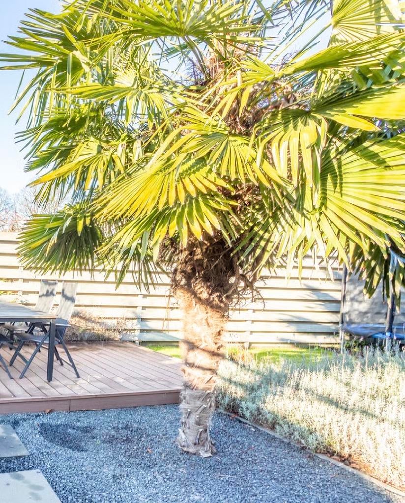 Winterharde palmboom, Tuin en Terras, Planten | Tuinplanten, Vaste plant, Overige soorten, Volle zon, Bloeit niet, Ophalen