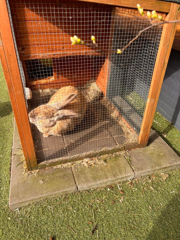Nieuw huis gezocht voor onze vlaamse reus, Dieren en Toebehoren, Konijnen, Mannelijk, Groot