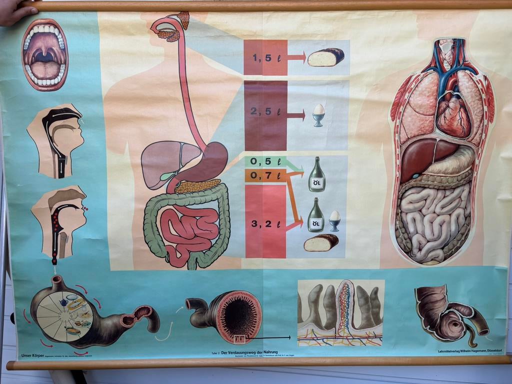 Oude schoolposter, Ophalen, Natuur en Biologie