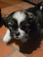 Boomer reu pups – klaar voor hun nieuwe thuis!, Dieren en Toebehoren, 8 tot 15 weken, Meerdere, Nederland, Particulier