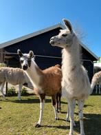 2 lama merries te koop!, Juni, Vrouwelijk