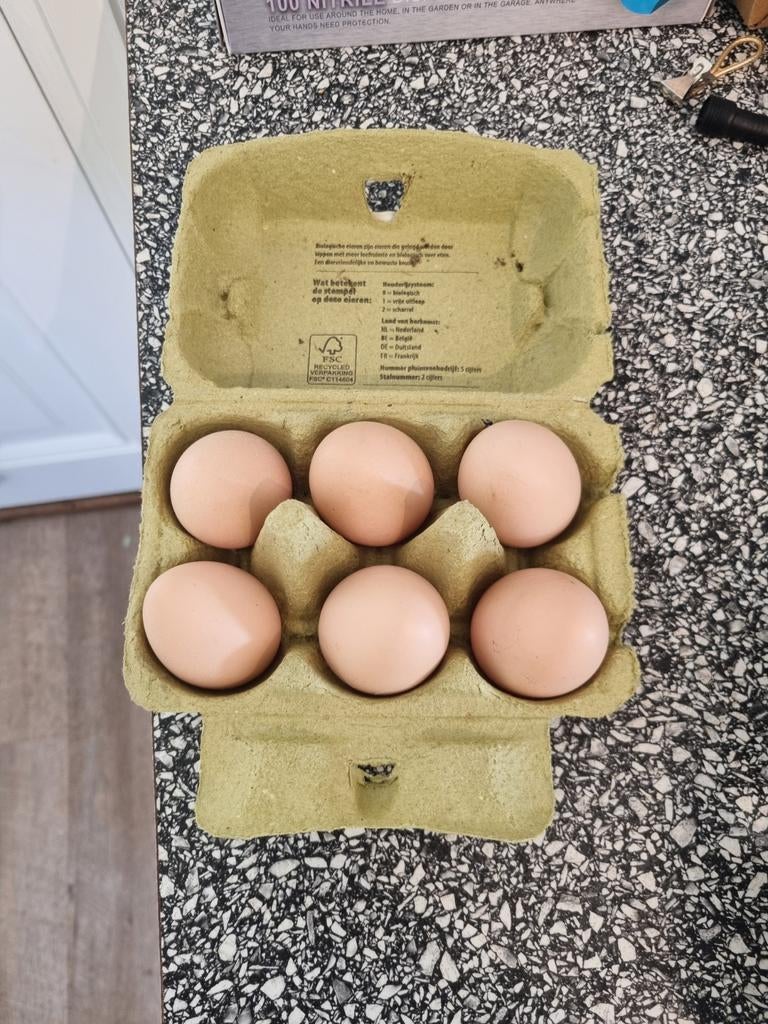 Bevruchte wyandotte kriel eieren, Dieren en Toebehoren, Ophalen, Broedmachine