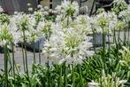 Agapanthus africanus 'Albus' / Afrikaanse lelie P9 pot, Ophalen of Verzenden, Vaste plant, Overige soorten, Volle zon