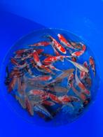 Hiroi Mix, Karper of Koi