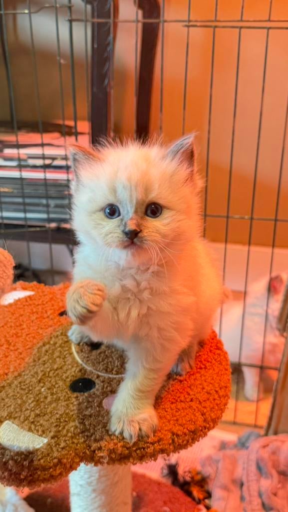Ragdoll kittens | nog 2 lieve poesjes beschikbaar, Dieren en Toebehoren, Katten en Kittens | Raskatten | Langhaar, Poes, Gechipt