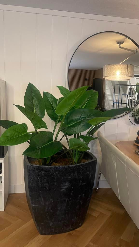 Massieve zwarte plantenbak met nepplant, Ophalen