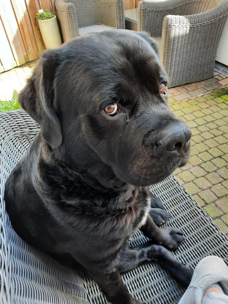 Kruising Newfoundlander x Bordeaux Dog zoekt goed thuis, Dieren en Toebehoren, 6 jaar of ouder, Eén hond, Nederland, Particulier