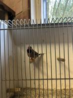 Spitsstaartamadine man, Dieren en Toebehoren, Mannelijk