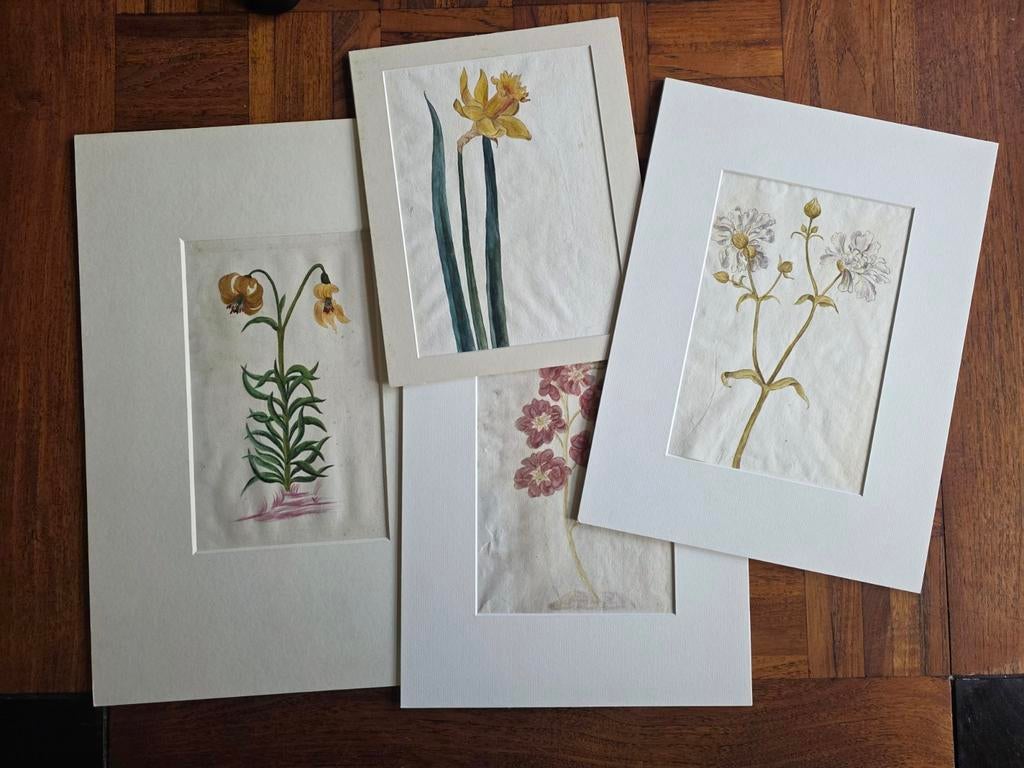 4 botanische aquarellen 1600-1800?, Antiek en Kunst, Kunst | Etsen en Gravures, Ophalen of Verzenden