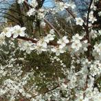 BOOM/STRUIK Prunus spinosa Sleedoorn veel grote bessen bl wt, Overige soorten, Vaste plant, Ophalen of Verzenden, Halfschaduw